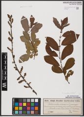 Foto von Salix aurita L. x Salix cinerea L.